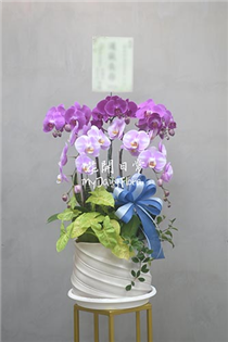 【弔唁蘭花】桌上型蘭花盆花