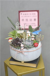 【多肉盆栽】多肉植物組合 喬遷花禮（淺色淺盆中款）