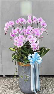 【弔唁蘭花】落地型喪禮蘭花